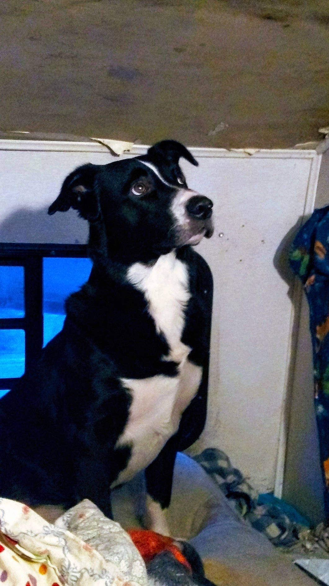 Wilbur Mcnabb joined the competition — help win amazing prizes! borador, border_collie, bovine, canidae, carnivore, collar, companion_dog, dairy_cow, dog, dog_breed, dog_collar, fur, guard_dog, herding_dog, plant, snout, sporting_group, terrestrial_animal, working_animal, working_dog