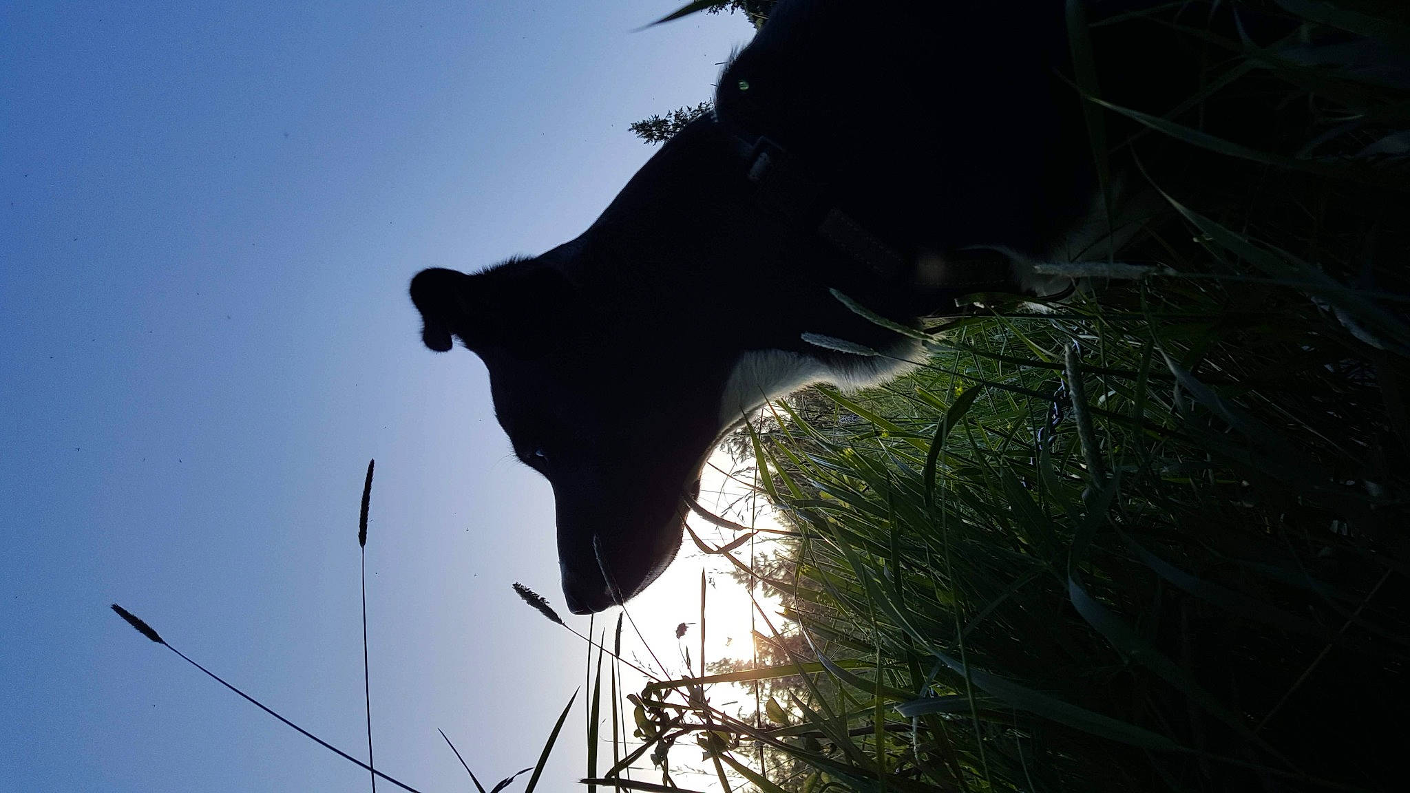 Wilbur Mcnabb joined the competition — help win amazing prizes! atmosphere, backlighting, branch, darkness, grass, horse, landscape, livestock, plant, shadow, sky, snout, tail, terrestrial_animal, tints_and_shades, tree, twig, water, wildlife, working_animal