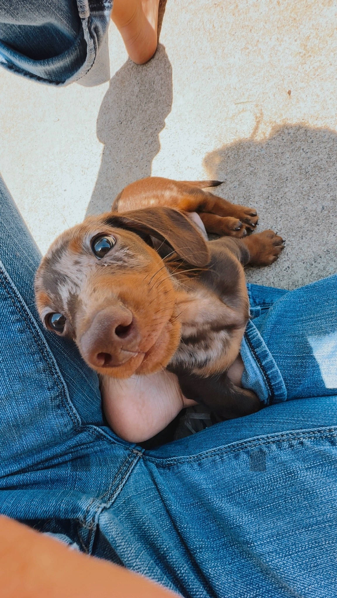 Hemi is registered to the contest to win money with this photo: canidae, carnivore, comfort, companion_dog, dog, dog_breed, ear, fawn, fur, hound, liver, mammal, scent_hound, snout, sporting_group, toy, vertebrate, whiskers, working_animal, wrinkle