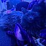 animal, background, blanket, cat, closeup, colorful, cozy, cute, decor, feline, fluffy, furniture, gray, home, indoor, pet, purple, resting, soft_lighting, warm