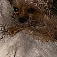 Tiny joined the competition — help win amazing prizes! dog, small_dog, long_hair, fur, blanket, cozy, resting, close_up, pet, animal, indoor, cute, sleepy, brown_fur, black_nose, dark_background, portrait, fur_texture, calm, companion