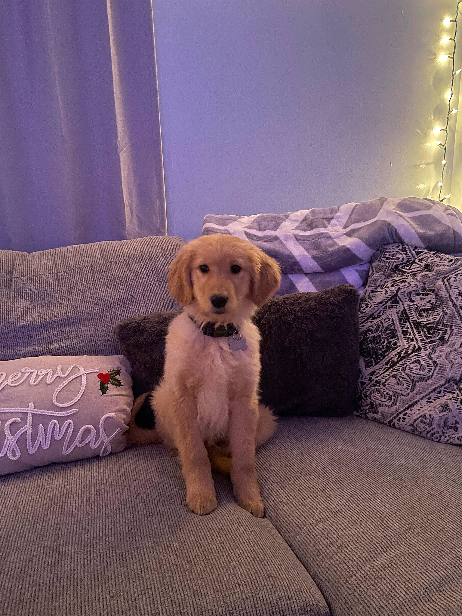 Dutton joined the competition — help win amazing prizes! carnivore, comfort, companion_dog, couch, dog, dog_breed, dog_supply, fawn, flooring, fur, home, lamp, living_room, pet_supply, pillow, room, studio_couch, toy, wood, working_animal