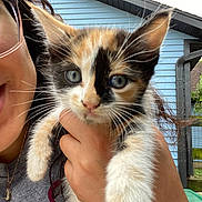 Shiva joined the competition — help win amazing prizes! kitten, cat, calico, pet, animal, closeup, person, hand, outdoor, house, blue_house, fur, whiskers, ears, eyes, face, portrait, young_animal, cute, holding