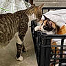 cat, kitten, crate, blanket, indoor, animal, pet, feline, curious, interaction, concrete_floor, brick_wall, striped_cat, calico_kitten, resting, domestic_animal, close_up, two_animals, gentle, bonding