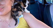 Shiva is registered to the contest to win money with this photo: person, cat, kitten, calico_cat, car, car_interior, seat, shoulder, yellow_tank_top, glasses, white_cap, jewelry, necklace, earrings, window, outside_view, daylight, pet, cute, fur