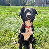 dog, black_and_white, red_collar, grass, outdoor, sunlight, pet, sitting, animal, canine, ears_up, apartment_building, tree, blue_sky, daytime, nature, collar_tag, park, friendly, cute