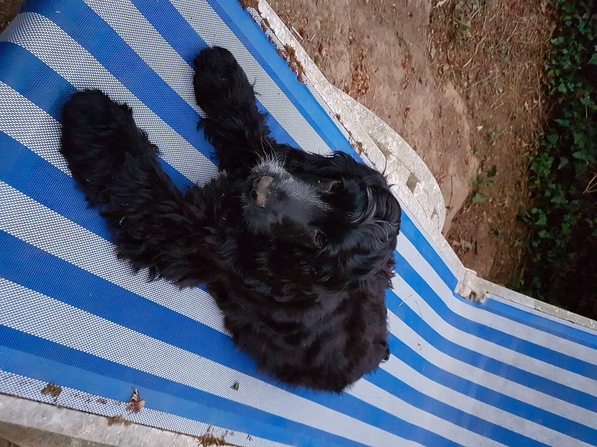 Thelma a rejoint le concours — aidez-le/la à gagner de superbes lots ! art, asphalt, azure, beak, blue, claw, electric_blue, feather, foot, fur, gesture, grass, line, pattern, plant, road_surface, shadow, sidewalk, tail, wing