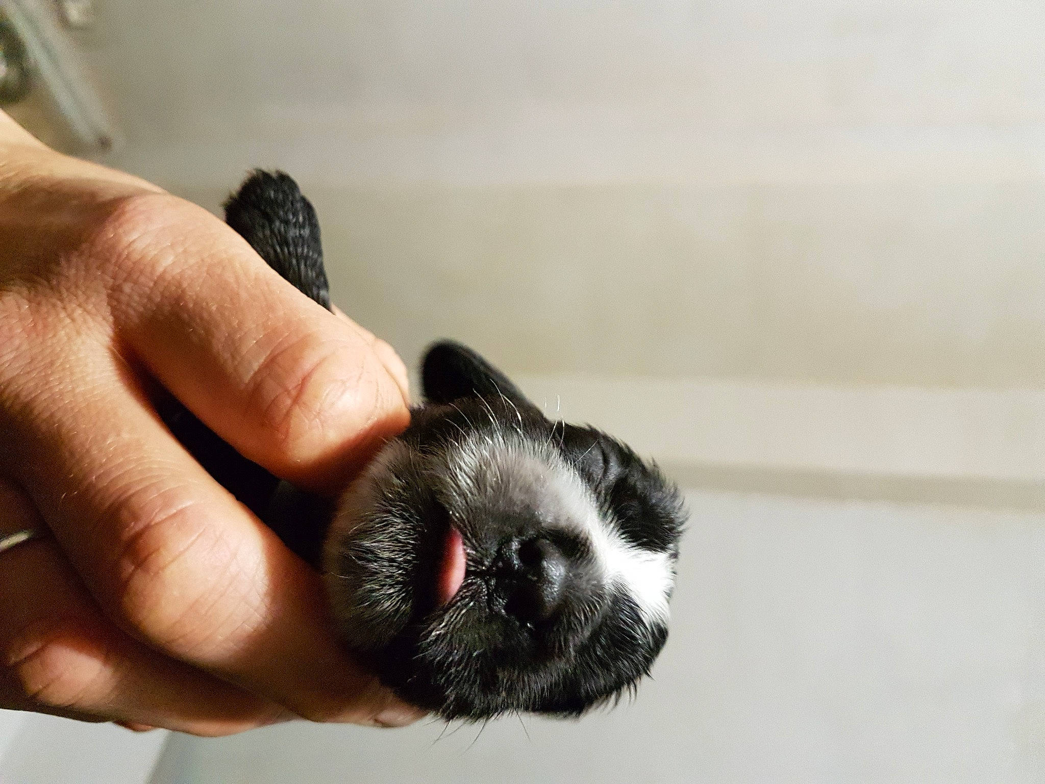 Thelma a rejoint le concours — aidez-le/la à gagner de superbes lots ! canidae, carnivore, companion_dog, dog, dog_breed, ear, eyelash, fawn, finger, fur, gesture, macro_photography, nail, paw, snout, sporting_group, tail, toy_dog, whiskers, working_animal