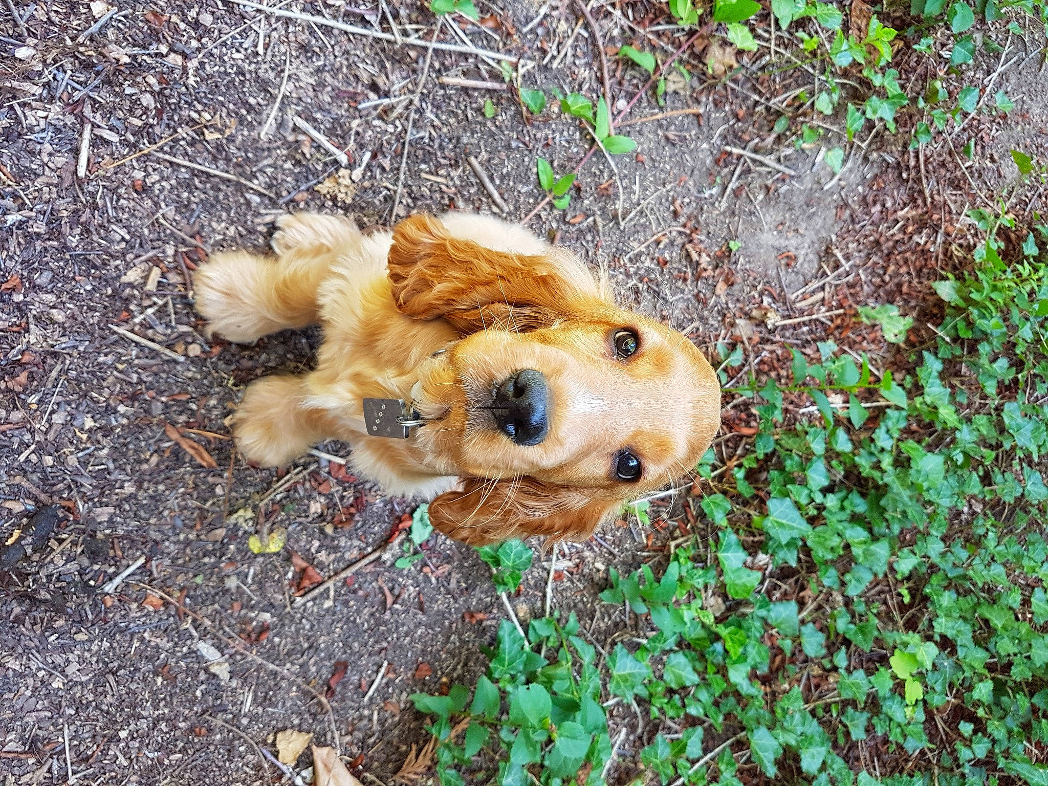 Tess a rejoint le concours — aidez-le/la à gagner de superbes lots ! art, big_cats, canidae, carnivore, companion_dog, dog, dog_breed, fawn, felidae, fur, golden_retriever, grass, groundcover, plant, retriever, soil, sporting_group, terrestrial_animal, toy, whiskers