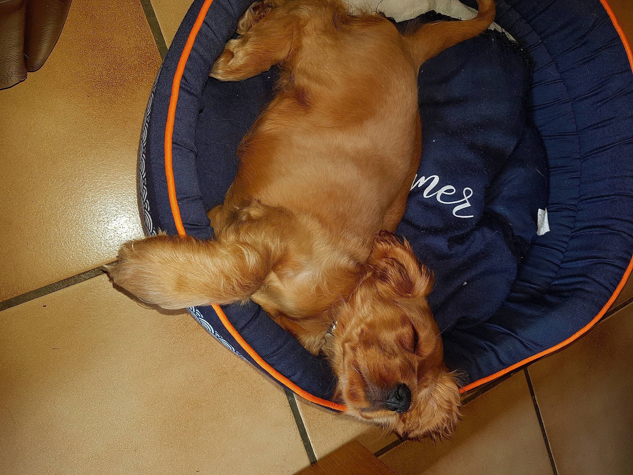 Tess a rejoint le concours — aidez-le/la à gagner de superbes lots ! brown, canidae, carnivore, collar, comfort, companion_dog, dog, dog_breed, dog_collar, dog_supply, fawn, fur, gun_dog, liver, paw, pet_supply, snout, sporting_group, tail, working_animal