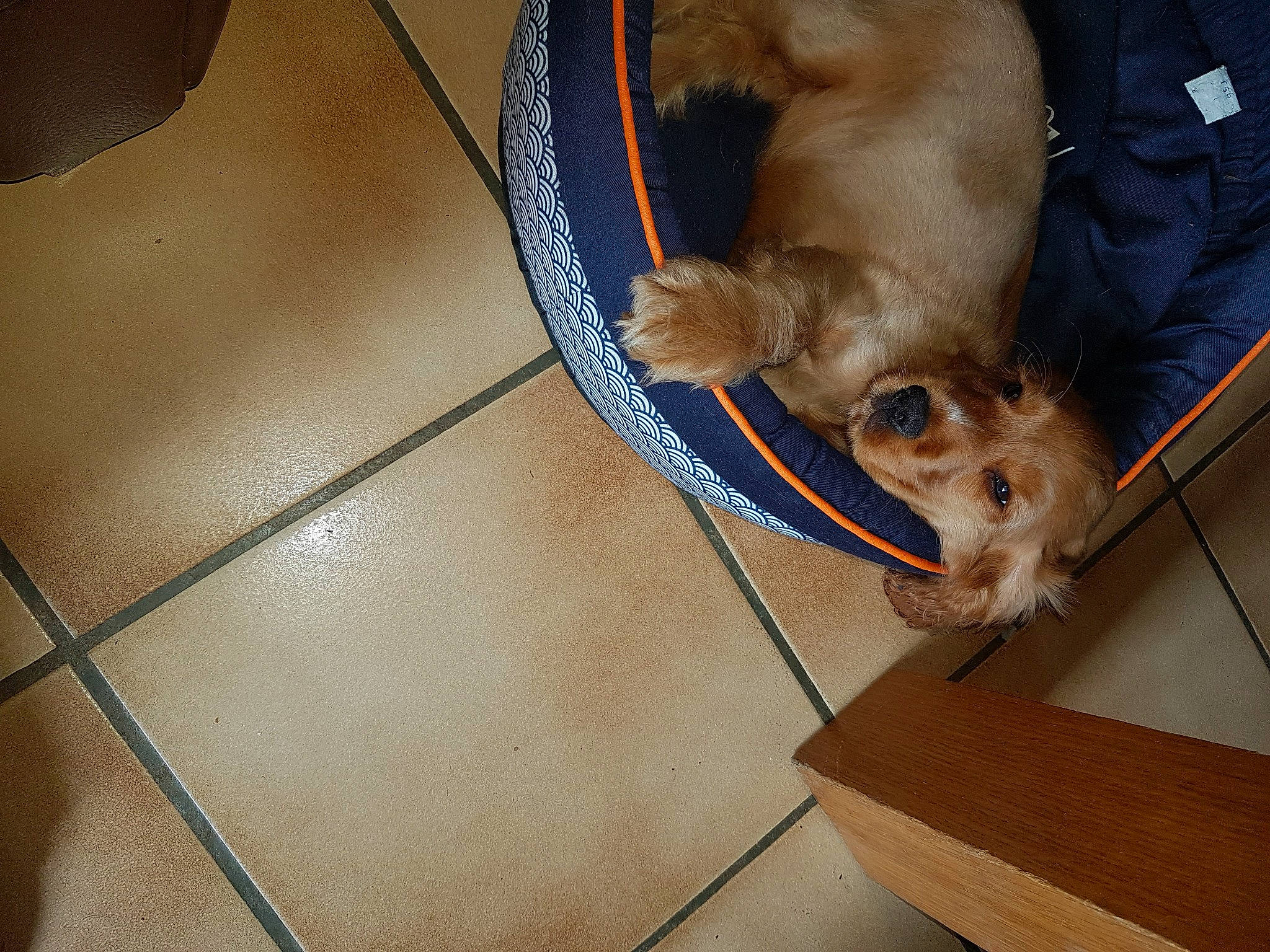 Tess participe au concours pour gagner de l'argent avec cette photo : canidae, carnivore, comfort, companion_dog, dog, dog_breed, dog_supply, fawn, flooring, fur, gun_dog, hardwood, liver, paw, pet_supply, snout, sporting_group, toy_dog, wood, working_animal