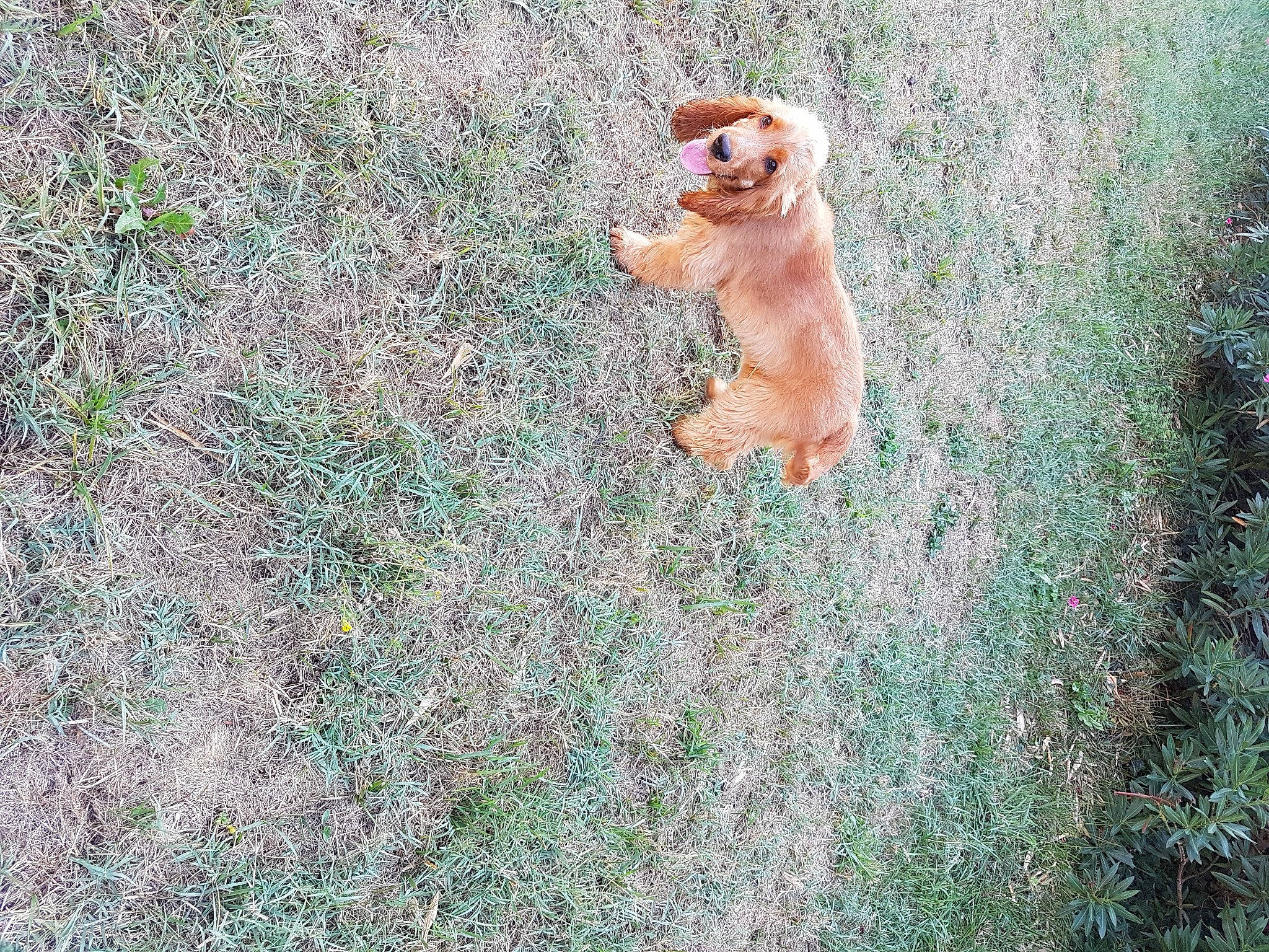 Tess a rejoint le concours — aidez-le/la à gagner de superbes lots ! canidae, carnivore, companion_dog, dog_breed, grass, grassland, groundcover, landscape, people_in_nature, plant, primate, rhesus_macaque, shrub, soil, sporting_group, tail, terrestrial_animal, toy, wildlife