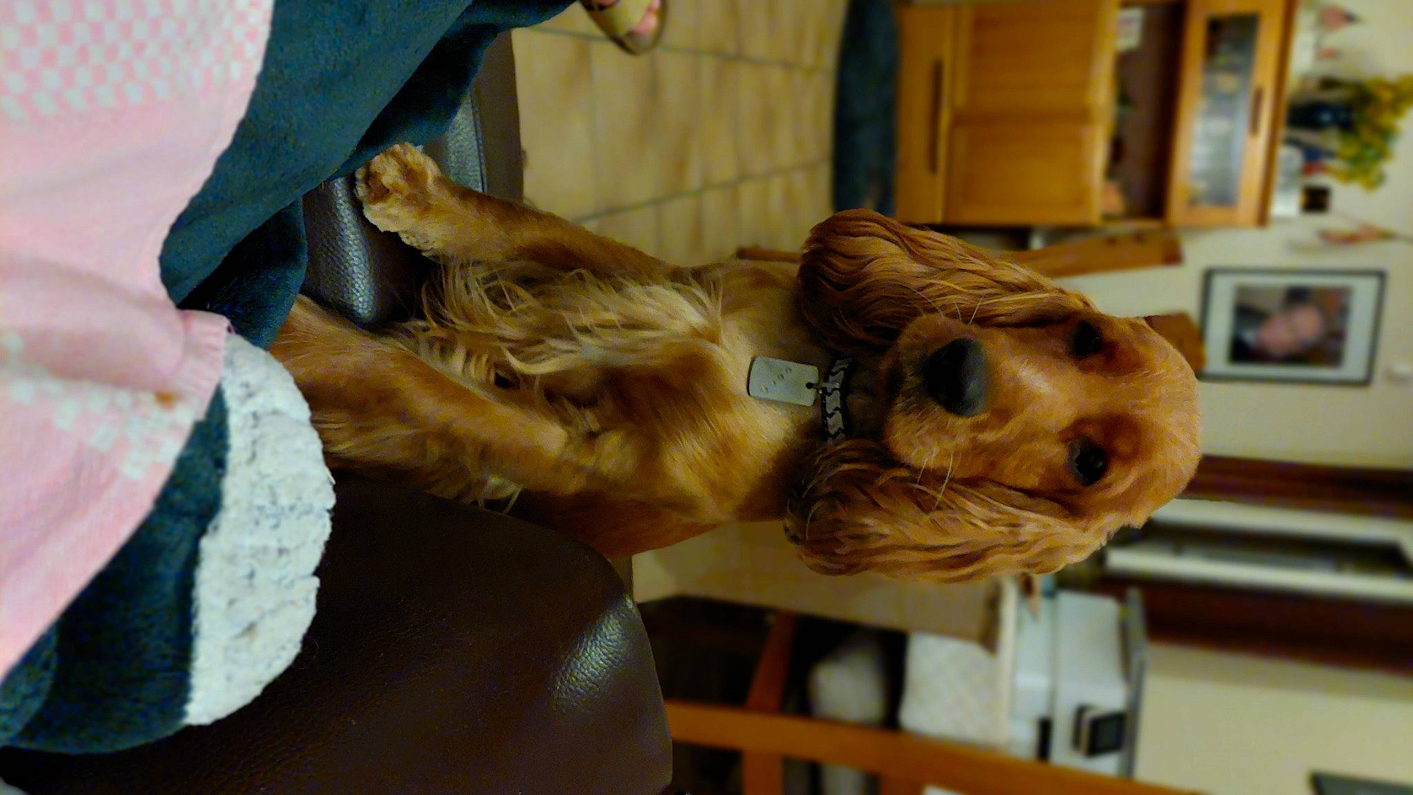 Tess a rejoint le concours — aidez-le/la à gagner de superbes lots ! big_cats, canidae, carnivore, chainsaw_carving, companion_dog, dog, dog_breed, fawn, felidae, fur, gesture, lion, liver, sculpture, snout, sporting_group, terrestrial_animal, tree, wood, working_animal