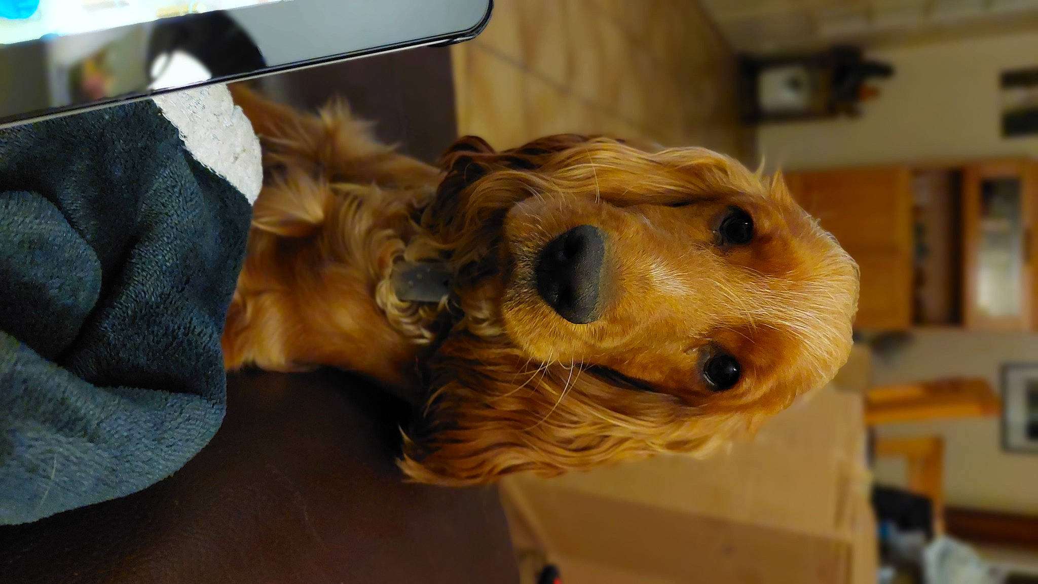 Tess participe au concours pour gagner de l'argent avec cette photo : canidae, carnivore, companion_dog, dog, dog_breed, dog_clothes, dog_supply, fawn, fur, liver, pet_supply, retriever, selfie, small_terrier, snout, sporting_group, toy_dog, whiskers, wood, working_animal