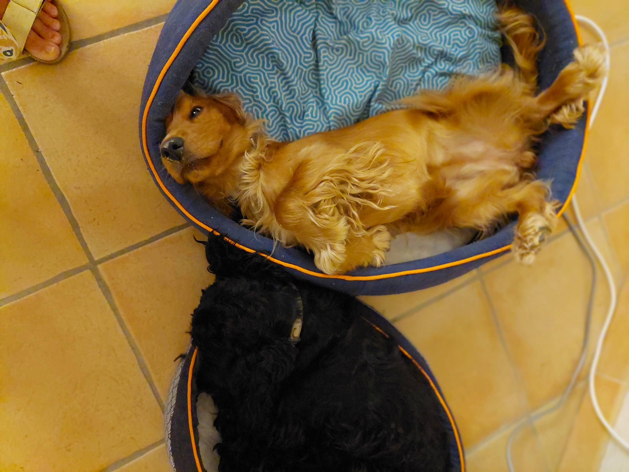 Thelma participe au concours pour gagner de l'argent avec cette photo : canidae, carnivore, collar, companion_dog, dog, dog_bed, dog_breed, dog_supply, fawn, flooring, fur, hardwood, liver, pet_supply, snout, sporting_group, tail, toy, toy_dog, working_animal