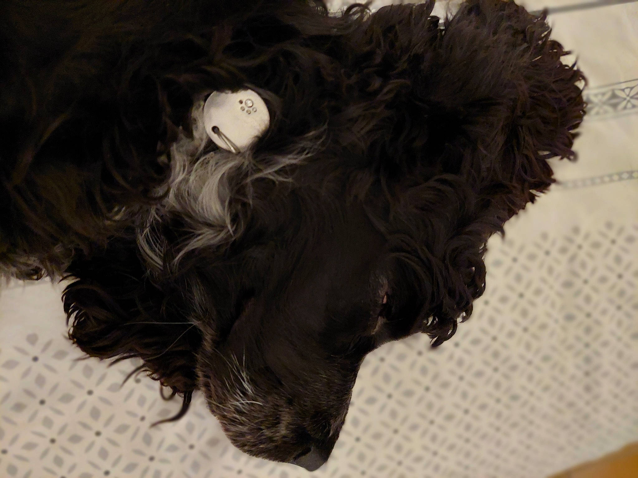 Thelma a rejoint le concours — aidez-le/la à gagner de superbes lots ! canidae, companion_dog, darkness, dog, dog_breed, fashion_accessory, fashion_design, flooring, fur, liver, monochrome_photography, ringlet, room, sporting_group, toy, toy_dog, tree, visual_arts, wig