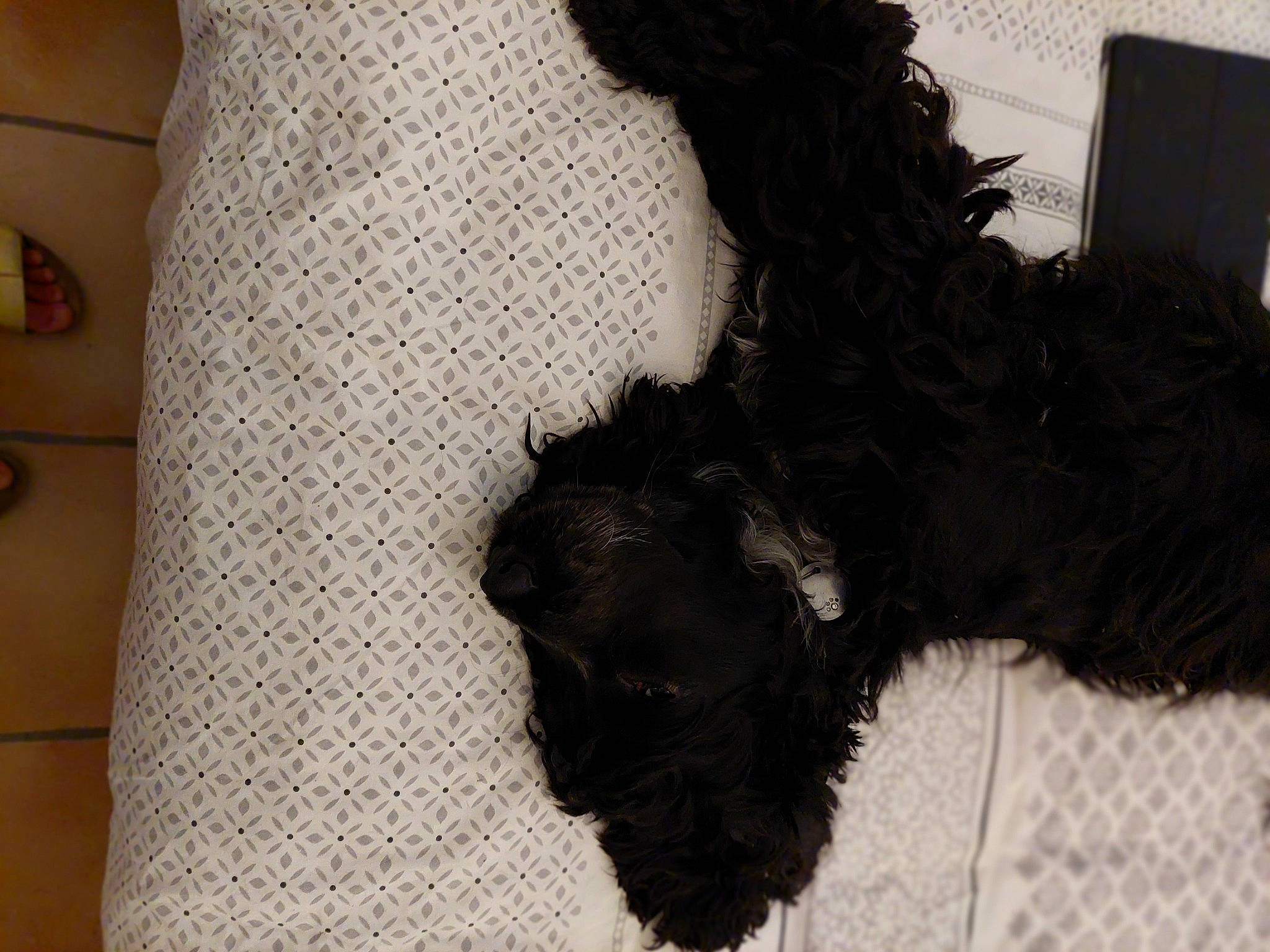 Thelma a rejoint le concours — aidez-le/la à gagner de superbes lots ! carnivore, cocktail_dress, companion_dog, dog, dog_breed, dog_collar, dog_supply, fashion_accessory, fur, liver, pattern, pet_supply, scottish_terrier, sleeve, sporting_group, tail, terrier, water_dog, wool, working_animal