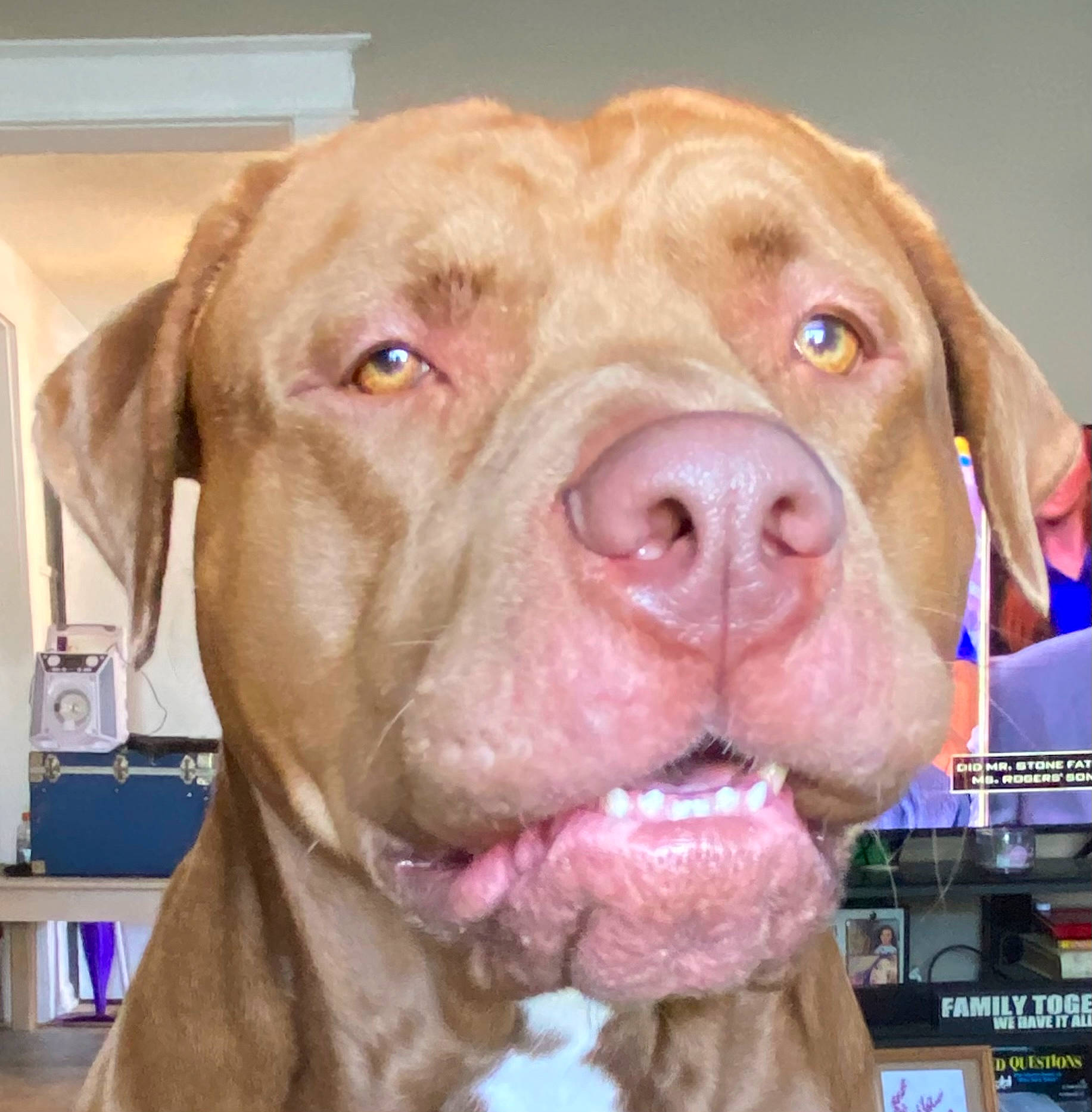 Deebo is registered to the contest to win money with this photo: ancient_dog_breeds, canidae, carnivore, collar, companion_dog, dog, dog_breed, dog_collar, fawn, fur, liver, molosser, non_sporting_group, puppy, snout, sporting_group, whiskers, working_animal, working_dog, wrinkle