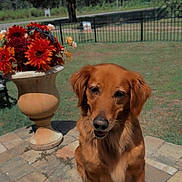 Mazie joined the competition — help win amazing prizes! brick_patio, brown_fur, dog, ears, fence, flowers, garden, golden_retriever, grass, muzzle, outdoor, patio, paws, pet, portrait, sitting, sky, sunlit, trees, vase