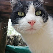 Trust a rejoint le concours — aidez-le/la à gagner de superbes lots ! cat, close_up, black_and_white, green_eyes, pink_nose, whiskers, curious, outdoor, wood, blurred_background, pet, feline, animal, face, portrait, looking_at_camera, nature, soft_fur, ears