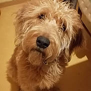 Violine participe au concours pour gagner de l'argent avec cette photo : dog, indoor, curious, scruffy, fluffy, pet, animal, floor, yellow, fur, closeup, looking_up, canine, companion, cute, house, domestic, portrait, mammal, friendly