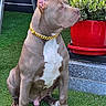 artificial_grass, attentive, backyard, collar, dog, faucet, gold_chain, ladder, outdoor, paws, pet, pitbull, plant, planter, portrait, red_pot, short_hair, sitting, wall, white_chest_patch