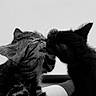 cat, kitten, black_cat, striped_cat, pets, cute, affection, animal, feline, close_up, whiskers, companionship, friendship, black_and_white, indoor, adorable, young, playful, cuddle, love
