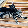 cat, kitten, black_cat, striped_cat, pets, animal, fur, whiskers, ears, eyes, wooden_surface, floor, indoor, curious, relaxed, laying_down, pair, companionship, cute, domestic_animal