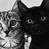 cat, kitten, black_cat, tabby_cat, closeup, pets, animal, feline, whiskers, eyes, face, cute, domestic_animal, portrait, two_animals, young, indoor, black_and_white, fur, curious