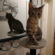Samba participe au concours pour gagner de l'argent avec cette photo : american_shorthair, asian, california_spangled, carnivore, cat, domestic_short_haired_cat, dragon_li, egyptian_mau, european_shorthair, felidae, german_rex, kitten, ocicat, shelf, small_to_medium_sized_cats, sokoke, tabby_cat, table, tail, whiskers