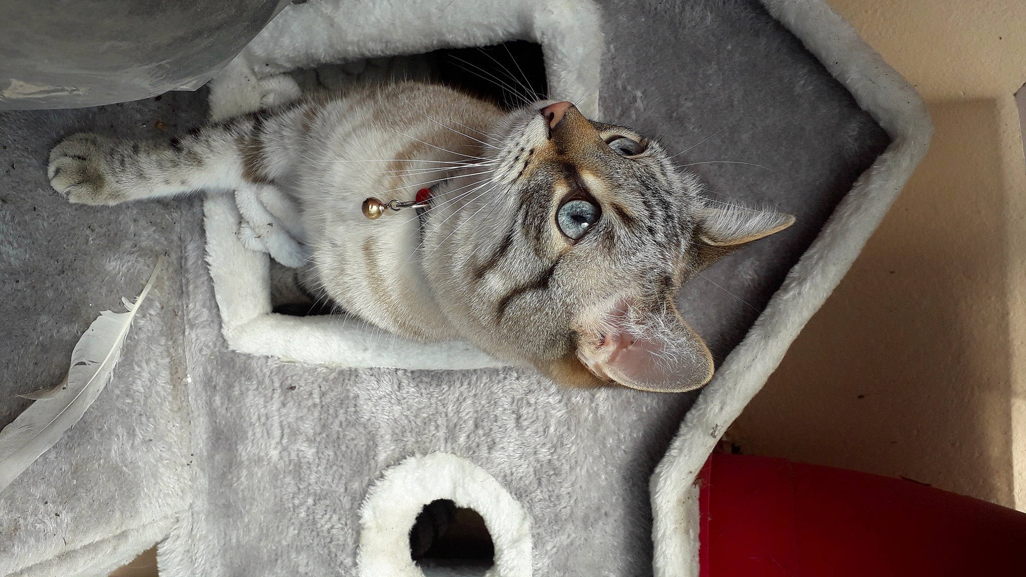 Philby a rejoint le concours — aidez-le/la à gagner de superbes lots ! carnivore, cat, claw, domestic_short_haired_cat, eye, felidae, fur, grey, paw, small_to_medium_sized_cats, snout, tail, whiskers, window, wood