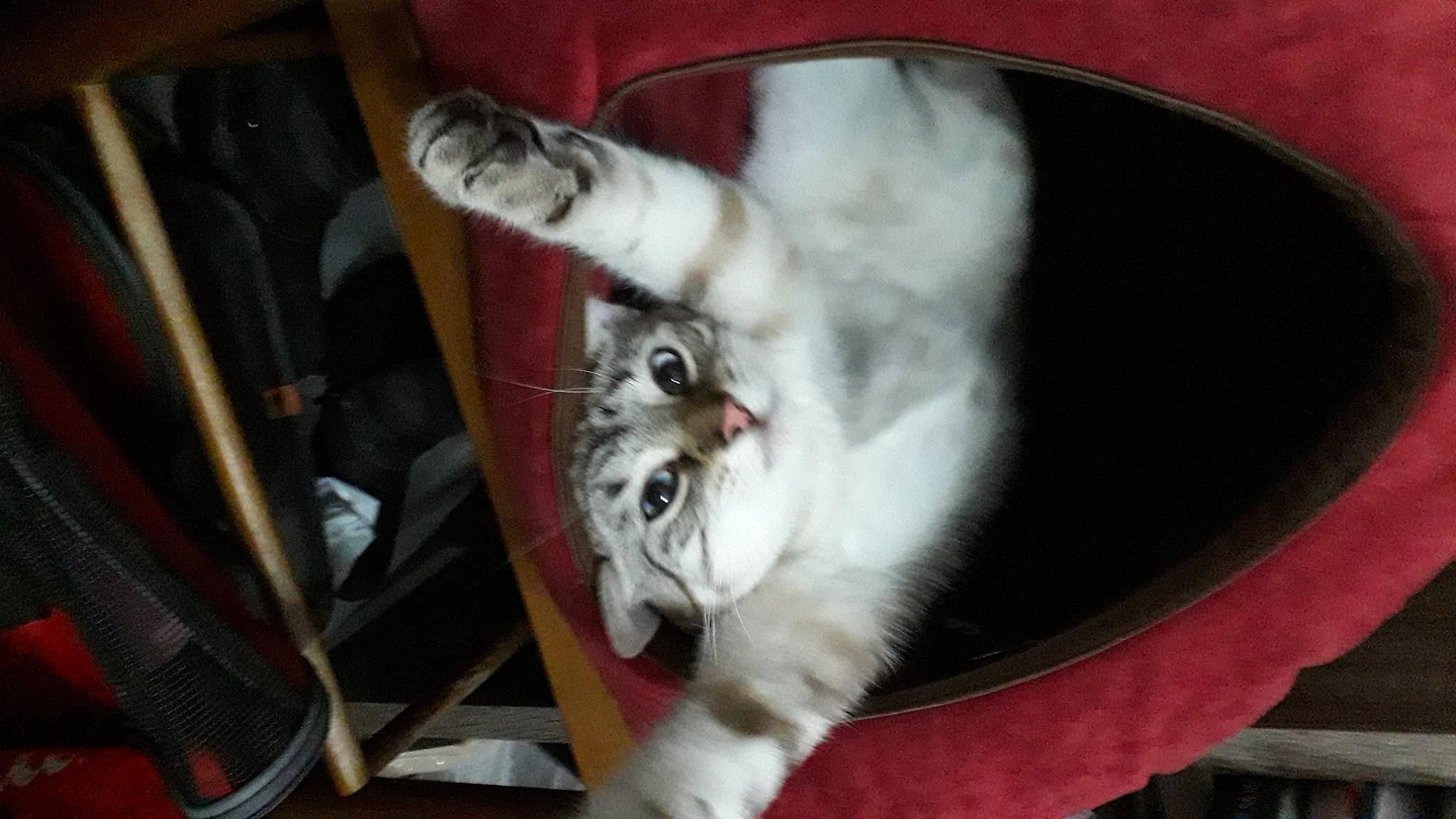 Philby a rejoint le concours — aidez-le/la à gagner de superbes lots ! carnivore, cat, comfort, companion_dog, fang, felidae, fur, paw, small_to_medium_sized_cats, tail, whiskers