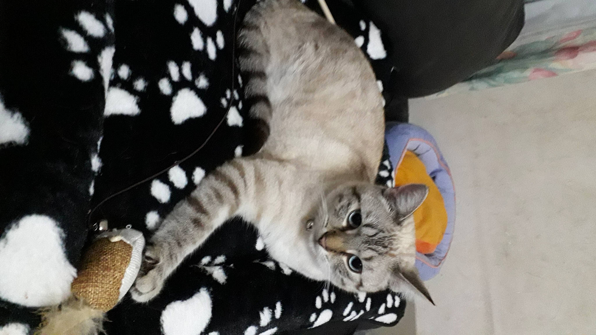 Philby a rejoint le concours — aidez-le/la à gagner de superbes lots ! animal_shelter, canidae, carnivore, cat, claw, domestic_short_haired_cat, fawn, felidae, fur, hat, paw, photo_caption, plant, small_to_medium_sized_cats, snout, tail, terrestrial_animal, tree, whiskers, wing