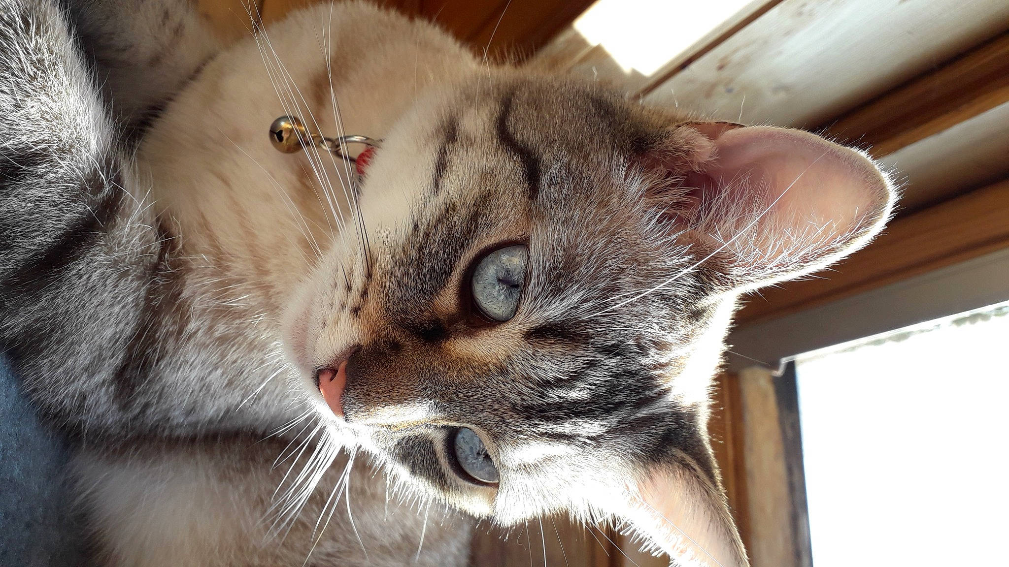 Philby a rejoint le concours — aidez-le/la à gagner de superbes lots ! carnivore, cat, claw, domestic_short_haired_cat, ear, felidae, fur, paw, small_to_medium_sized_cats, snout, terrestrial_animal, whiskers, window, wood