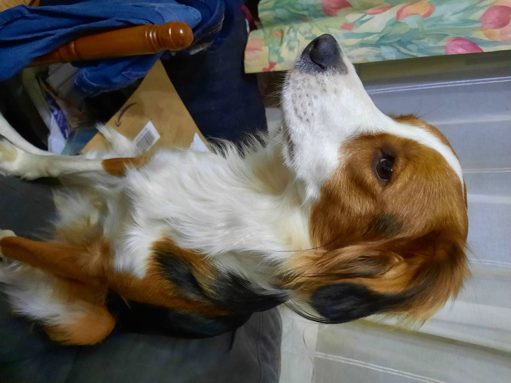 Toffee a rejoint le concours — aidez-le/la à gagner de superbes lots ! backpack, bag, canidae, carnivore, cavalier_king_charles_spaniel, cocker_spaniel, companion_dog, dog, dog_breed, fawn, fur, liver, luggage_and_bags, paw, snout, spaniel, sporting_group, toy_dog, whiskers, working_dog