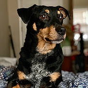 Goose joined the competition — help win amazing prizes! dog, black_and_tan, pet, indoor, bed, blanket, canine, animal, fur, portrait, looking_away, resting, cozy, domestic, mammal, cute, ears, snout, paw, relaxed