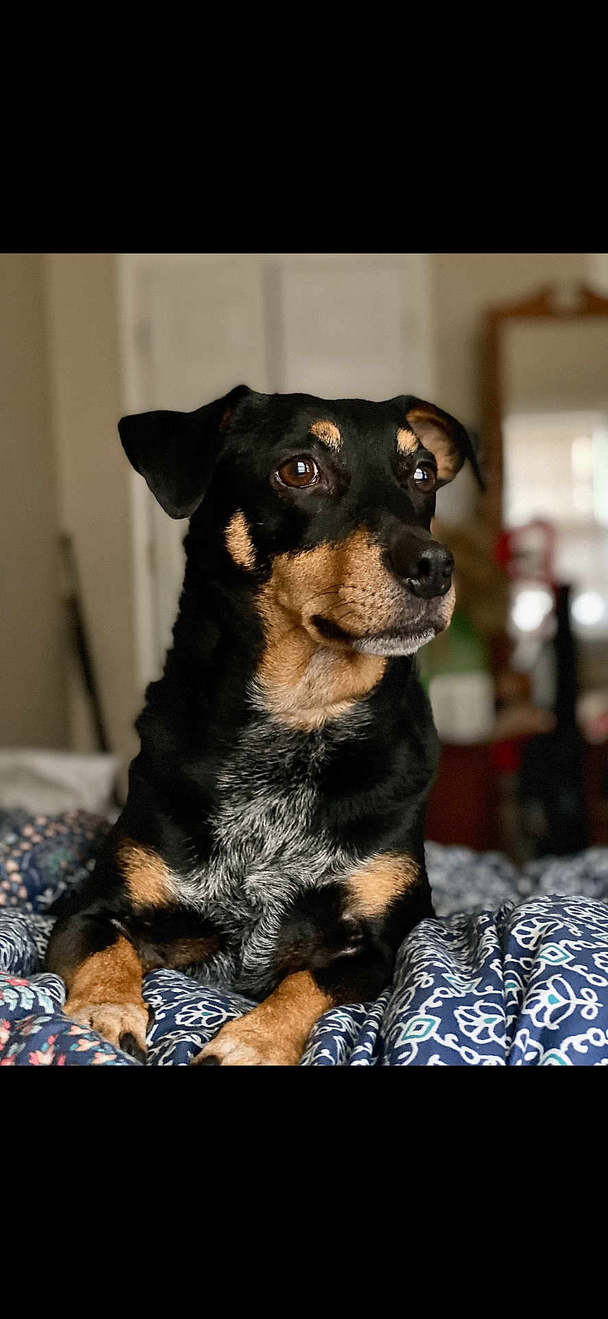 Goose joined the competition — help win amazing prizes! dog, black_and_tan, pet, indoor, bed, blanket, canine, animal, fur, portrait, looking_away, resting, cozy, domestic, mammal, cute, ears, snout, paw, relaxed