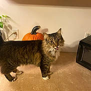 Kevin is registered to the contest to win money with this photo: cat, tabby, pumpkin, kitchen_counter, wooden_cabinet, microwave, indoor, pet, feline, brown_fur, white_paws, plant, electrical_outlet, curious, standing, houseplant, home, countertop, domestic_animal, fur