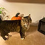 cat, tabby, pumpkin, kitchen_counter, wooden_cabinet, microwave, indoor, pet, feline, brown_fur, white_paws, plant, electrical_outlet, curious, standing, houseplant, home, countertop, domestic_animal, fur