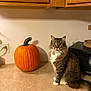 cat, tabby, pumpkin, kitchen, counter, orange, wooden_cabinets, pet, animal, indoor, feline, fur, whiskers, curious, domestic, household, sitting, brown, white, tail