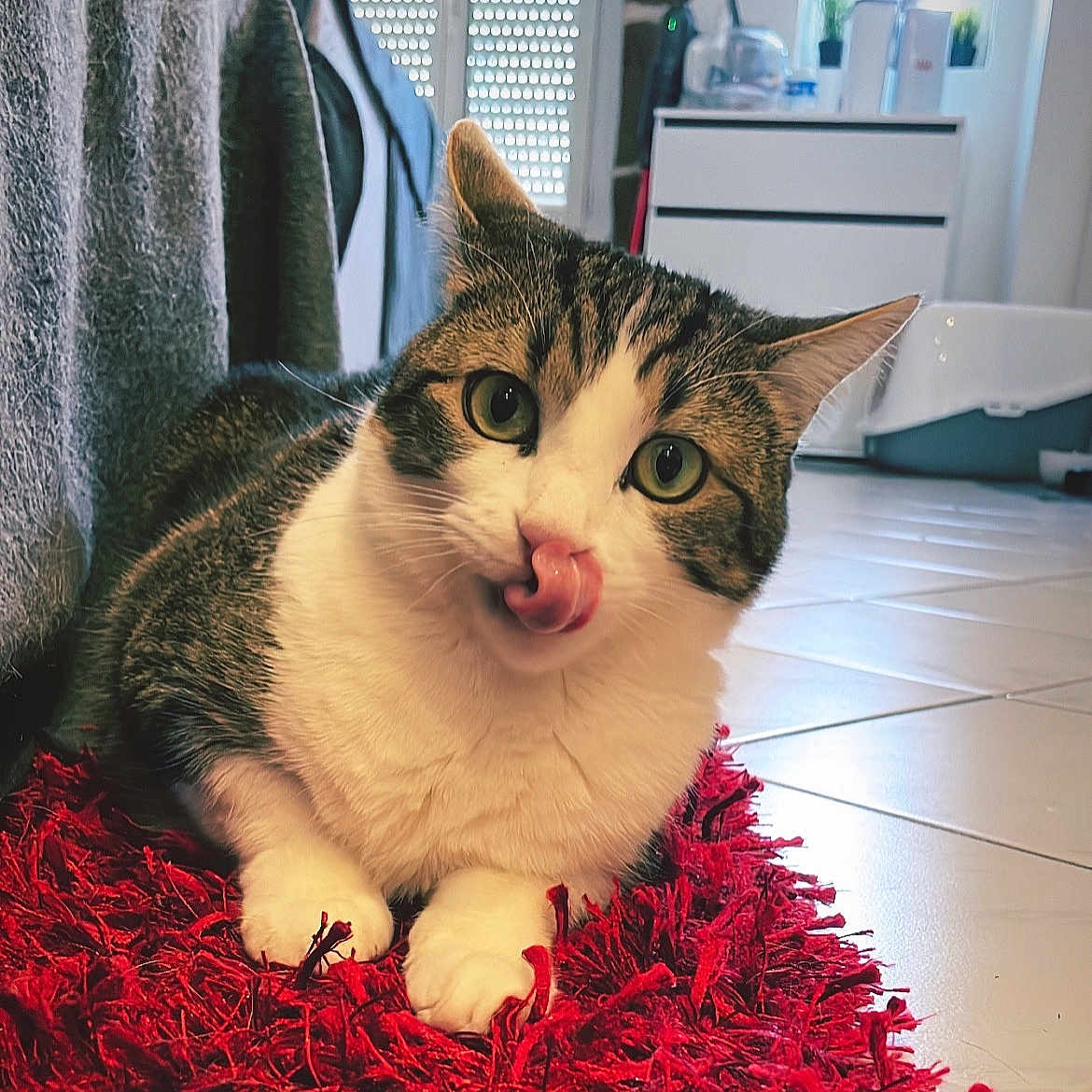 Kira a rejoint le concours — aidez-le/la à gagner de superbes lots ! cat, tabby, indoor, red_rug, licking, tongue_out, green_eyes, cute, pet, animal, floor_tiles, furniture, cozy, home, close_up, whiskers, paws, curious, domestic_cat, playful