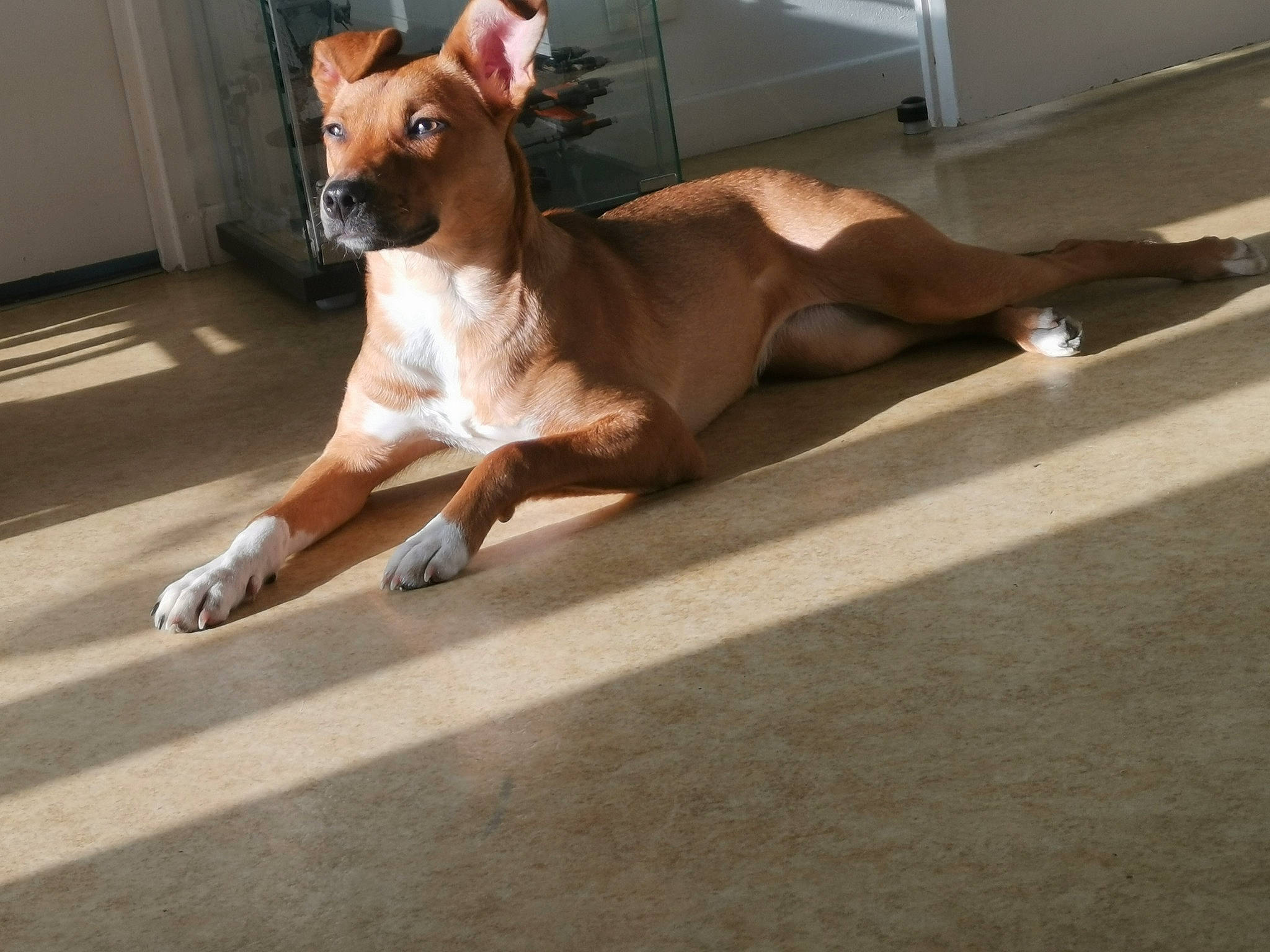 Triskelle participe au concours pour gagner de l'argent avec cette photo : canidae, carnivore, collar, companion_dog, dog, dog_breed, dog_collar, dog_supply, door, fawn, flooring, paw, road, road_surface, snout, sporting_group, street, tail, wood, working_animal