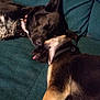dog, sleeping, couch, pet, animal, snuggling, tongue, fur, collar, resting, indoors, cozy, two_dogs, close_up, canine, companions, relaxing, domestic_animal, friendship, comfort