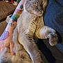 cat, sleeping, tattoo, arm, couch, indoor, closeup, feline, resting, human, pet, comfort, fur, relaxed, hand, colorful, casual, cozy, nap, home