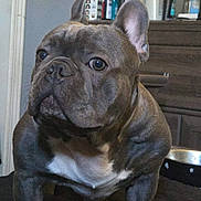 Demon joined the competition — help win amazing prizes! animal, boxer, bulldog, cabinet, canine, dog, frenchbulldog, furniture, pet, pitbull, puppy, snout
