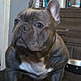 animal, boxer, bulldog, cabinet, canine, dog, frenchbulldog, furniture, pet, pitbull, puppy, snout