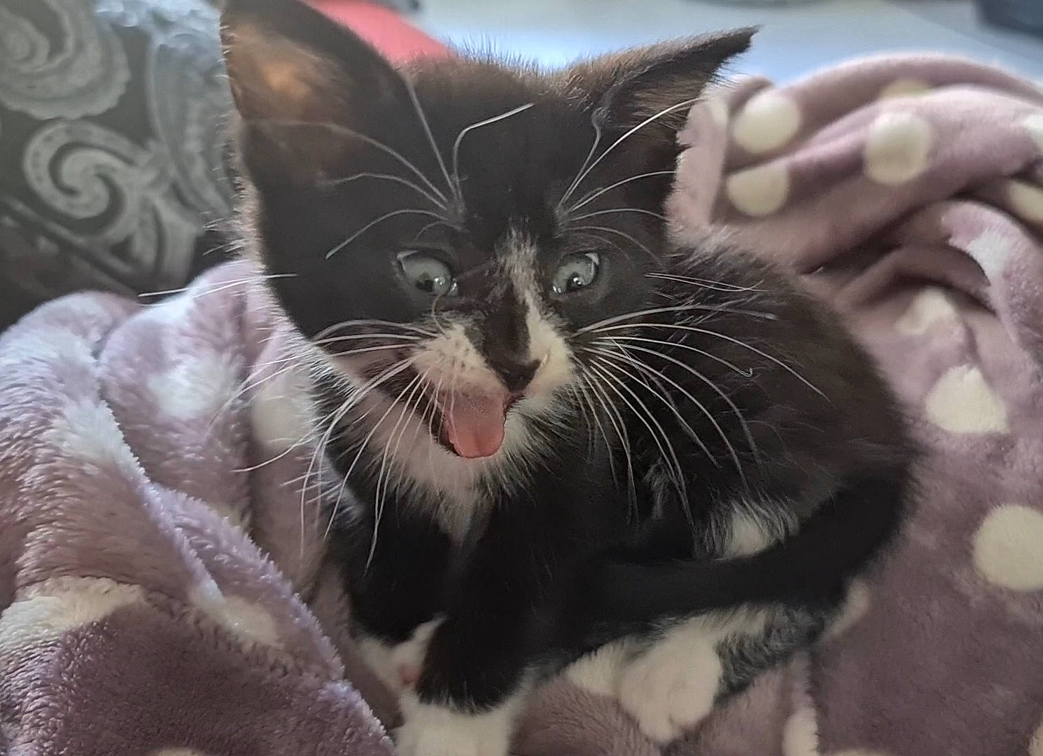 Pepper is registered to the contest to win money with this photo: american_wirehair, asian, black_cat, carnivore, cat, claw, domestic_short_haired_cat, european_shorthair, felidae, fur, german_rex, kitten, polydactyl_cat, small_to_medium_sized_cats, snout, whiskers