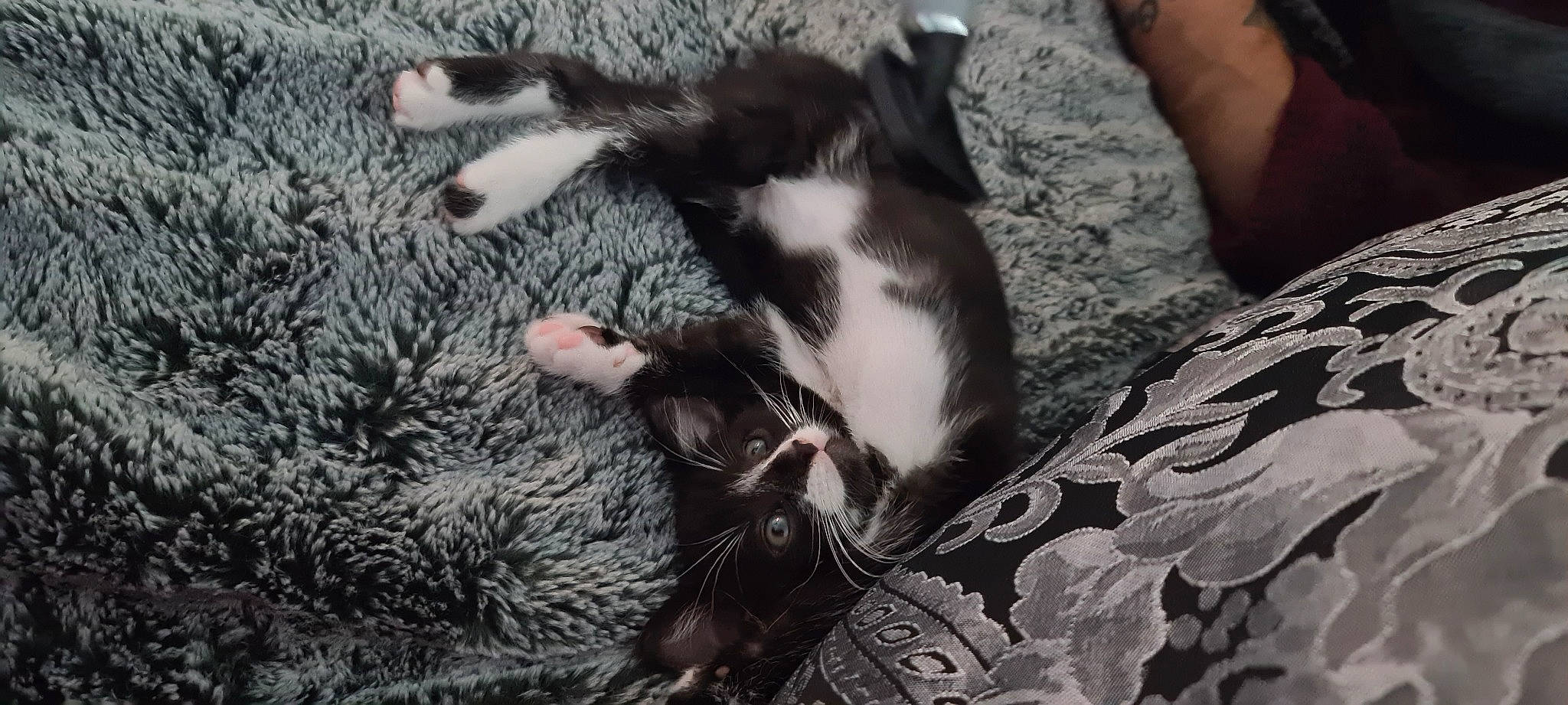 Pepper joined the competition — help win amazing prizes! carnivore, cat, dog_breed, felidae, fur, kitten, polydactyl_cat, small_to_medium_sized_cats, whiskers