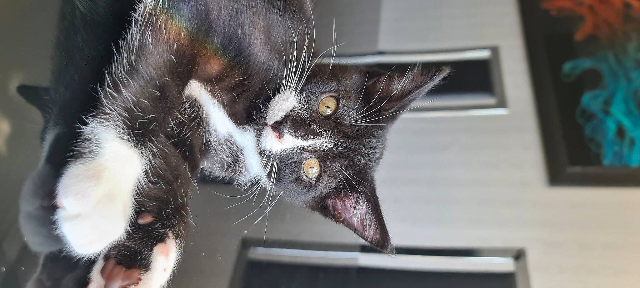 Pepper joined the competition — help win amazing prizes! asian, black_cat, carnivore, cat, claw, domestic_short_haired_cat, ear, european_shorthair, felidae, fur, kitten, maine_coon, norwegian_forest_cat, polydactyl_cat, small_to_medium_sized_cats, snout, whiskers