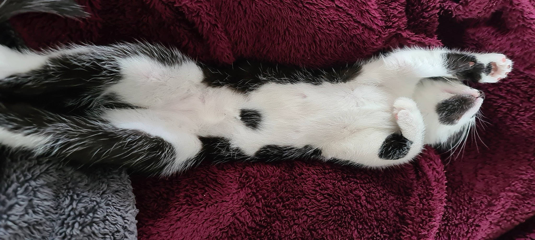 Salt joined the competition — help win amazing prizes! carnivore, cat, claw, felidae, fur, kitten, nap, paw, polydactyl_cat, sleep, small_to_medium_sized_cats, tail, whiskers